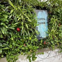 Plant wall in co-working space   at Cuppa Tahoe in South Lake Tahoe