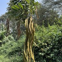   at Themi Living Garden in Arusha