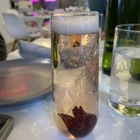 Hibiscus Champange  at Belse in Dallas