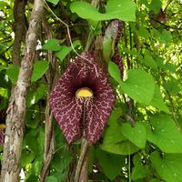 Flowers blooming in the patio area at Garden Truck Foods - Maybe closed in Jacksonville