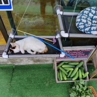  at GoFresh in Phuket