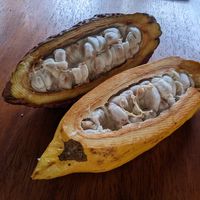 Two types of cocoa pods. The yellow is endemic to Ecuador.  at Yumbos Chocolate in Mindo