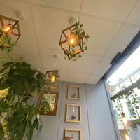 Plants galoree  at Roots in Barnstaple