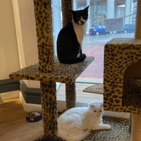 Some of the kittens at Adrianuzca's Cat Café in Punta Del Este