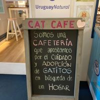 Cat cafe with rescued kittens looking for a home 🧡 at Adrianuzca's Cat Café in Punta Del Este