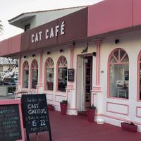   at Adrianuzca's Cat Café in Punta Del Este