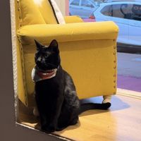   at Adrianuzca's Cat Café in Punta Del Este