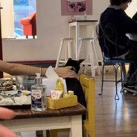   at Adrianuzca's Cat Café in Punta Del Este