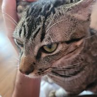  at Adrianuzca's Cat Café in Punta Del Este