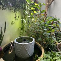 Little garden  at Vlodge Vegan Hotel in Chiang Mai