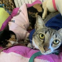 House cats   at Vlodge Vegan Hotel in Chiang Mai