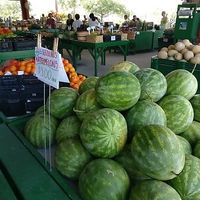 Fruit at Nelson Family Farms in Fort Pierce