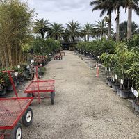 Plants & Trees at Nelson Family Farms in Fort Pierce