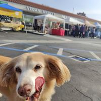 Pup approved plaza! at Urthly Vegan Market in Garden Grove