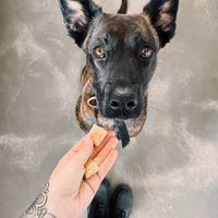 and best vegan doggo treats  at Bakery Bakery - Länggasse in Bern