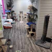 Kitty heaven at The Purr in Dublin