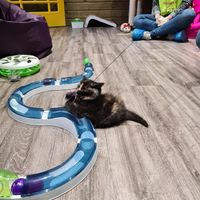 kittens playing  at The Purr in Dublin