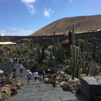 Cactus garden   at Cactus Garden in Lanzarote