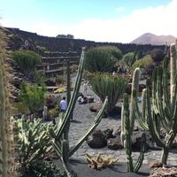 Cactus garden by Cesar Manrique  at Cactus Garden in Lanzarote