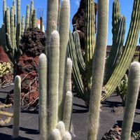 Cactus near restaurant   at Cactus Garden in Lanzarote