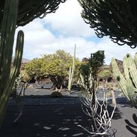 at Cactus Garden in Lanzarote