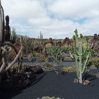  at Cactus Garden in Lanzarote