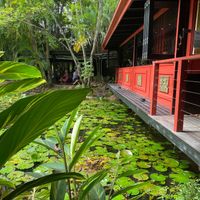 Setting around Lily pond at Spirit House in Yandina