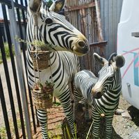 Look for the zebras (if you miss the caravan).  at Twinkle Town  in Port Douglas