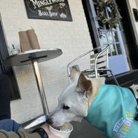 The pupcups are hugee  at Minglewood Bake Shop in Richmond