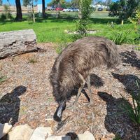 Emus are free to wander to humans, or get away from us at Australian Wildlife Sanctuary in Bargo