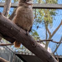  at Australian Wildlife Sanctuary in Bargo