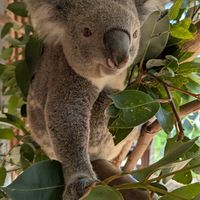  at Australian Wildlife Sanctuary in Bargo