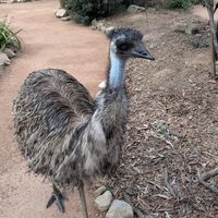  at Australian Wildlife Sanctuary in Bargo