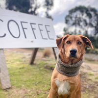 Bruni, most loyal customer  at Lunawanna Store in Lunawanna