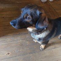 Dog of the owner at The Lemonade Stand in Cologne