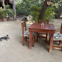Friendly cats and an occasional iguana in the shady courtyard. Great place to have a relaxing breakfast or lunch. Closes at 4:00PM    at Cafe Corazon in Troncones