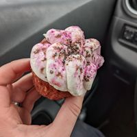 red velvet cupcake at Three Girls Vegan Creamery - Downtown in Guilford