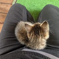 The cats (especially the kittens) love climbing on you. at Gatorium in Quito