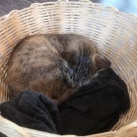 Cuddly Cats at Gatorium in Quito