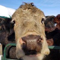  at Farmhouse Garden Animal Home in Uxbridge