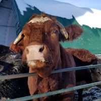  at Farmhouse Garden Animal Home in Uxbridge