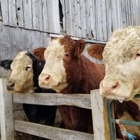  at Farmhouse Garden Animal Home in Uxbridge