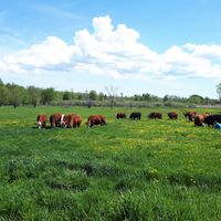  at Farmhouse Garden Animal Home in Uxbridge