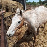  at Farmhouse Garden Animal Home in Uxbridge