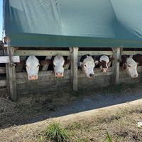   at Farmhouse Garden Animal Home in Uxbridge