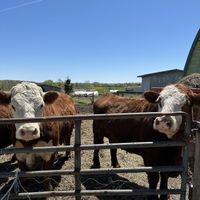   at Farmhouse Garden Animal Home in Uxbridge