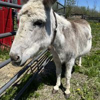  at Farmhouse Garden Animal Home in Uxbridge
