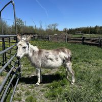   at Farmhouse Garden Animal Home in Uxbridge