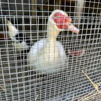   at Farmhouse Garden Animal Home in Uxbridge