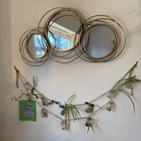 Plant cuttings swap   at Vibes in Dorchester